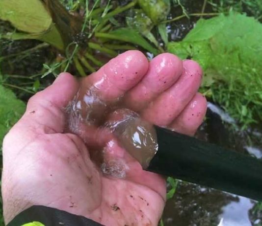 Una técnica agrícola que optimiza la productividad del riego Una técnica agrícola que optimiza la productividad del riego