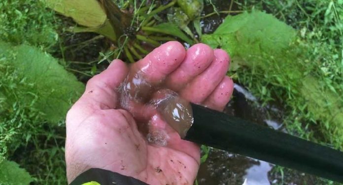 Una técnica agrícola que optimiza la productividad del riego Una técnica agrícola que optimiza la productividad del riego