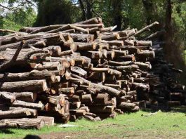 CONAF moderniza su sistema de trazabilidad de productos madereros CONAF moderniza su sistema de trazabilidad de productos madereros