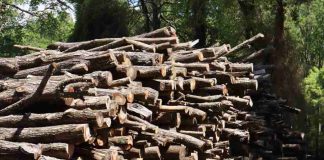 CONAF moderniza su sistema de trazabilidad de productos madereros CONAF moderniza su sistema de trazabilidad de productos madereros