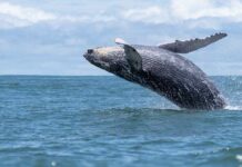 Veda protegerá por 30 años a especies de mamíferos, reptiles y aves marinas