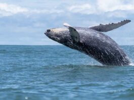 Veda protegerá por 30 años a especies de mamíferos, reptiles y aves marinas