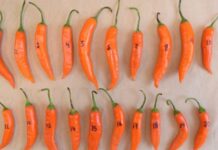 Perú realiza su primer envío de ajíes nativos al "Arca de Semillas" en Noruega