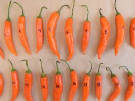 Perú realiza su primer envío de ajíes nativos al "Arca de Semillas" en Noruega