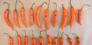 Perú realiza su primer envío de ajíes nativos al "Arca de Semillas" en Noruega