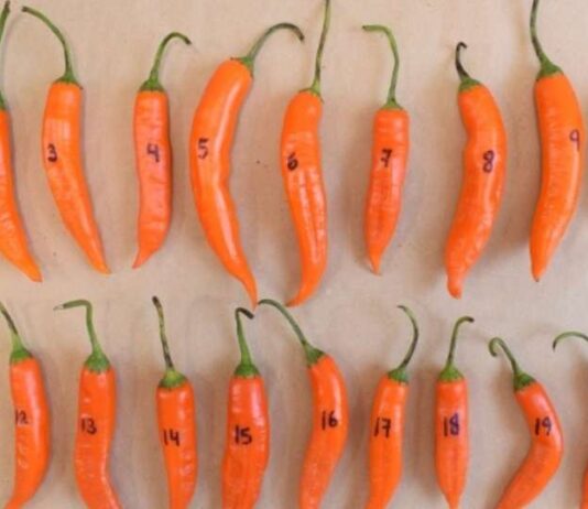 Perú realiza su primer envío de ajíes nativos al "Arca de Semillas" en Noruega