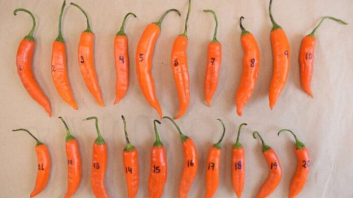 Perú realiza su primer envío de ajíes nativos al  Perú realiza su primer envío de ajíes nativos al