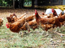 Se acaba el tiempo: compañías de Chile enfrentan el desafío de cumplir sus promesas libres de jaulas en 2025 compañías de Chile enfrentan el desafío de cumplir sus promesas libres de jaulas en 2025