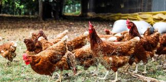 compañías de Chile enfrentan el desafío de cumplir sus promesas libres de jaulas en 2025