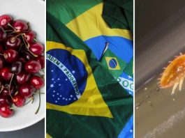 SAG: La exportación de cerezas chilenas a Brasil sigue con normalidad tras hallazgo de carga con plaga SAG: La exportación de cerezas chilenas a Brasil sigue con normalidad tras hallazgo de carga con plaga