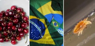 SAG: La exportación de cerezas chilenas a Brasil sigue con normalidad tras hallazgo de carga con plaga SAG: La exportación de cerezas chilenas a Brasil sigue con normalidad tras hallazgo de carga con plaga