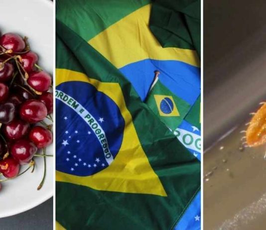 SAG: La exportación de cerezas chilenas a Brasil sigue con normalidad tras hallazgo de carga con plaga