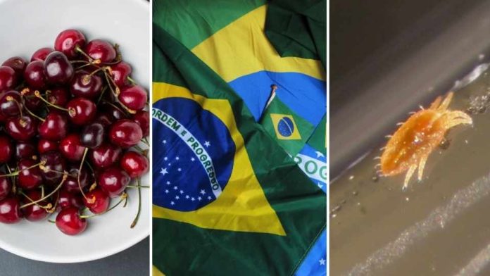 SAG: La exportación de cerezas chilenas a Brasil sigue con normalidad tras hallazgo de carga con plaga