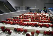 SAG confirma que exportaciones de cerezas a Brasil se desarrollan con normalidad