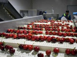 SAG confirma que exportaciones de cerezas a Brasil se desarrollan con normalidad