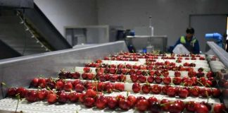 SAG confirma que exportaciones de cerezas a Brasil se desarrollan con normalidad