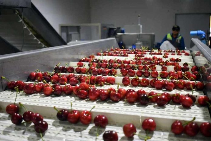 SAG confirma que exportaciones de cerezas a Brasil se desarrollan con normalidad