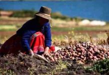 Perú pisa los talones a Chile y podría arrebatarnos la corona agrícola 2025