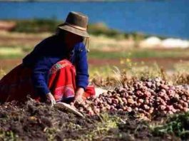 Perú pisa los talones a Chile y podría arrebatarnos la corona agrícola 2025