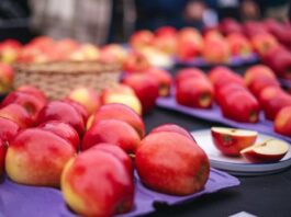 UTalca y FIA se unen para buscar comercialización de nuevos híbridos de manzanos UTalca y FIA se unen para buscar comercialización de nuevos híbridos de manzanos