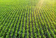 EEUU | La ingeniería genética de precisión apunta a un futuro de agricultura sostenible EEUU | La ingeniería genética de precisión apunta a un futuro de agricultura sostenible