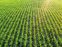 EEUU | La ingeniería genética de precisión apunta a un futuro de agricultura sostenible EEUU | La ingeniería genética de precisión apunta a un futuro de agricultura sostenible