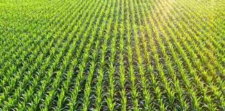 EEUU | La ingeniería genética de precisión apunta a un futuro de agricultura sostenible