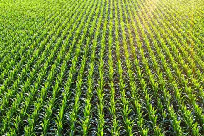 EEUU | La ingeniería genética de precisión apunta a un futuro de agricultura sostenible