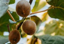 Temporada 2025 de kiwi verde: calidad y demanda activa