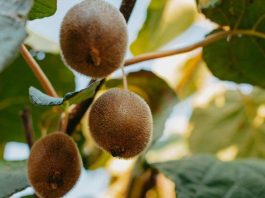 Temporada 2025 de kiwi verde: calidad y demanda activa Temporada 2025 de kiwi verde: calidad y demanda activa