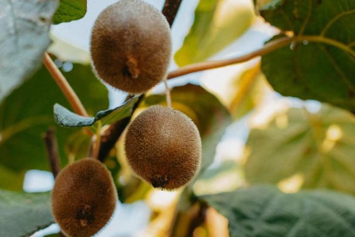 kiwi verde Temporada 2025 de kiwi verde: calidad y demanda activa