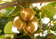 China / Kiwis iraníes frescos obtienen acceso al mercado chino China / Kiwis iraníes frescos obtienen acceso al mercado chino