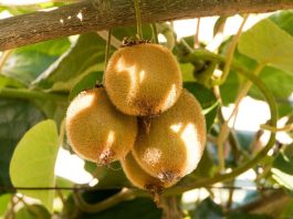 China / Kiwis iraníes frescos obtienen acceso al mercado chino