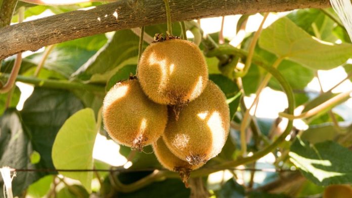 China / Kiwis iraníes frescos obtienen acceso al mercado chino