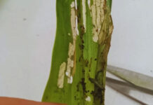 Alerta por ataques tempranos del gusano cogollero en maíz