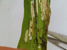 Alerta por ataques tempranos del gusano cogollero en maíz Alerta por ataques tempranos del gusano cogollero en maíz