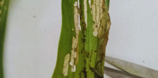 Alerta por ataques tempranos del gusano cogollero en maíz Alerta por ataques tempranos del gusano cogollero en maíz