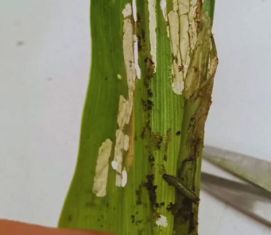 Alerta por ataques tempranos del gusano cogollero en maíz Alerta por ataques tempranos del gusano cogollero en maíz