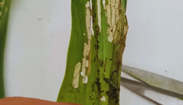 Alerta por ataques tempranos del gusano cogollero en maíz Alerta por ataques tempranos del gusano cogollero en maíz