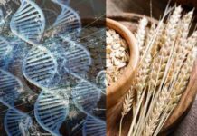 El mapa genético de la avena es descifrado por completo