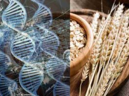 El mapa genético de la avena es descifrado por completo El mapa genético de la avena es descifrado por completo