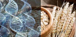 El mapa genético de la avena es descifrado por completo El mapa genético de la avena es descifrado por completo