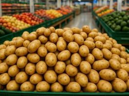 primer encuentro anual del sector de la papa fresca