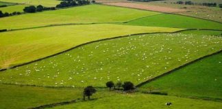 Comienza nueva modalidad para tramitar solicitudes de subdivisión de predios rústicos en Biobío Comienza nueva modalidad para tramitar solicitudes de subdivisión de predios rústicos en Biobío