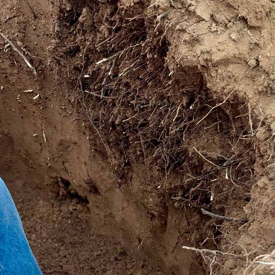 suelo con manejo regenerativo, uva de mesa de la variedad Timpson