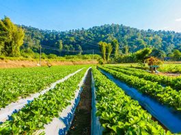 una nueva cultura para gestionar el agua en la agricultura