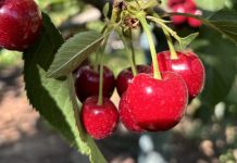 Las exportaciones de fruta de Chile se mantienen fuertes durante el invierno en Estados Unidos Las exportaciones de fruta de Chile se mantienen fuertes durante el invierno en Estados Unidos