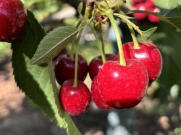 Las exportaciones de fruta de Chile se mantienen fuertes durante el invierno en Estados Unidos Las exportaciones de fruta de Chile se mantienen fuertes durante el invierno en Estados Unidos