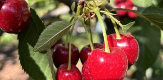 Las exportaciones de fruta de Chile se mantienen fuertes durante el invierno en Estados Unidos Las exportaciones de fruta de Chile se mantienen fuertes durante el invierno en Estados Unidos