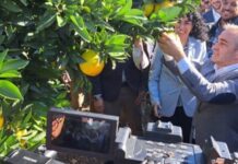 España | Arranca la campaña de cítricos valencianos con el Primer Corte y el sello IGP